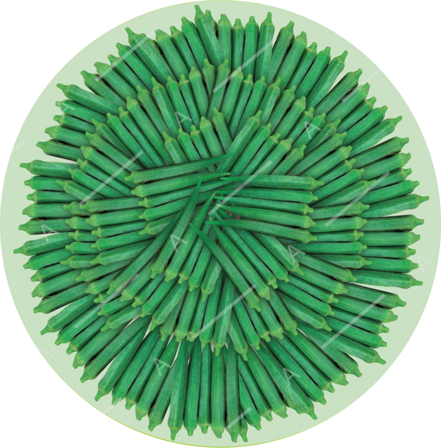Okra F1 Ritika
